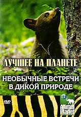 Обложка (Постер) Animal Planet: Необычные встречи в дикой природе / North American Wildlife Encounte (2007) HDRip Обложка (Постер) Animal Planet: Необычные встречи в дикой природе / North American Wildlife Encounte (2007) HDRip