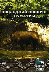 Обложка (Постер) Animal Planet: Последний носорог Суматры / Animal Planet: The Last Rhino (2002) HDRip Обложка (Постер) Animal Planet: Последний носорог Суматры / Animal Planet: The Last Rhino (2002) HDRip