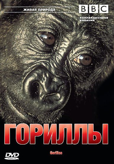 Обложка (Постер) BBC: Гориллы / Wildlife Special: Gorillas (2002) HDRip Обложка (Постер) BBC: Гориллы / Wildlife Special: Gorillas (2002) HDRip
