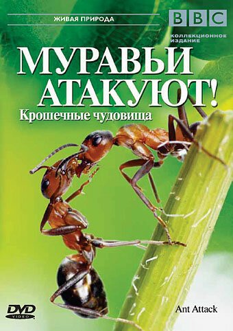 Обложка (Постер) BBC: Муравьи атакуют / Ant Attack (2006) HDRip Обложка (Постер) BBC: Муравьи атакуют / Ant Attack (2006) HDRip