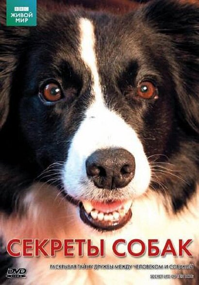 Обложка (Постер) BBC: Секреты собак / Secret Life of the Dog (2010) HDRip Обложка (Постер) BBC: Секреты собак / Secret Life of the Dog (2010) HDRip