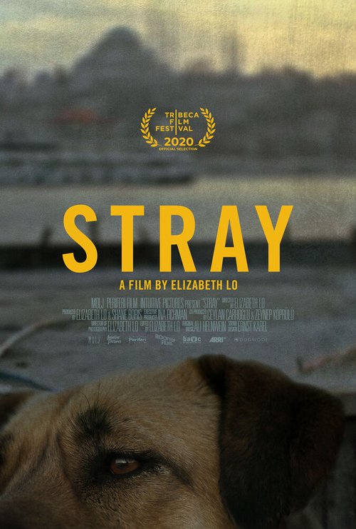 Обложка (Постер) Бродяги / Stray (2020) HDRip