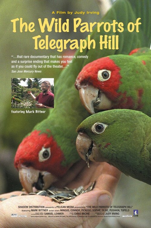 Обложка (Постер) Дикие попугаи с Телеграф Хилл / The Wild Parrots of Telegraph Hill (2003) HDRip Обложка (Постер) Дикие попугаи с Телеграф Хилл / The Wild Parrots of Telegraph Hill (2003) HDRip