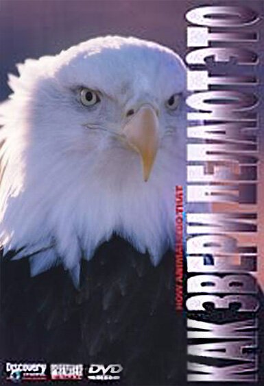 Обложка (Постер) Discovery: Как звери делают это / Discovery Channel: How Animals Do That (2000) HDRip