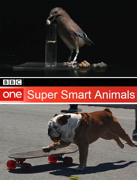 Обложка (Постер) Гении из царства животных / Super Smart Animals (2012) HDRip Обложка (Постер) Гении из царства животных / Super Smart Animals (2012) HDRip