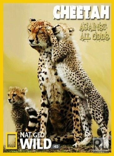 Обложка (Постер) Гепарды — наперекор всему / Cheetah - Against All Odds (2008) HDRip Обложка (Постер) Гепарды — наперекор всему / Cheetah - Against All Odds (2008) HDRip