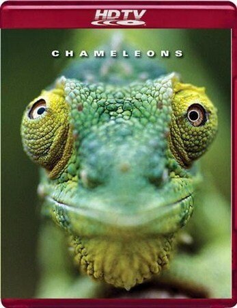 Обложка (Постер) Хамелеоны мира / Chameleons of the world (2011) HDRip Обложка (Постер) Хамелеоны мира / Chameleons of the world (2011) HDRip