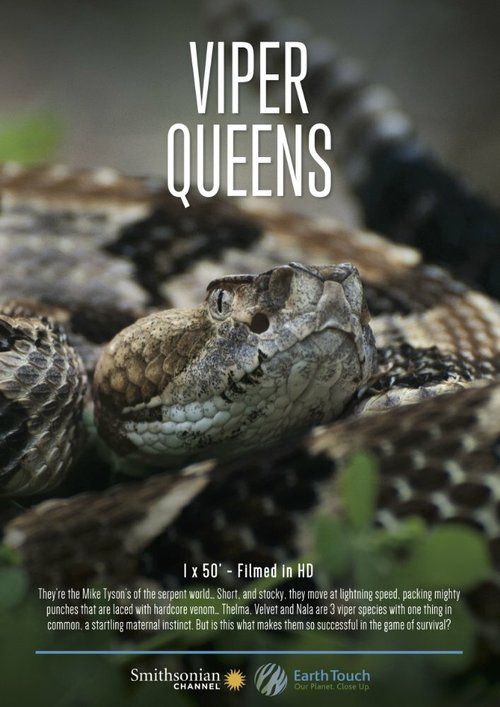 Обложка (Постер) Королевы гадюк / Viper Queens (2016) Обложка (Постер) Королевы гадюк / Viper Queens (2016)