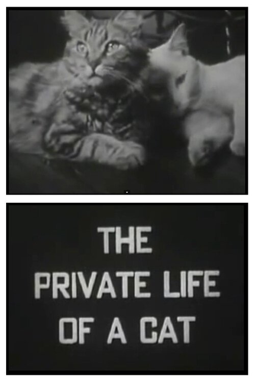 Обложка (Постер) Личная жизнь кота / The Private Life of a Cat (1944) SATRip