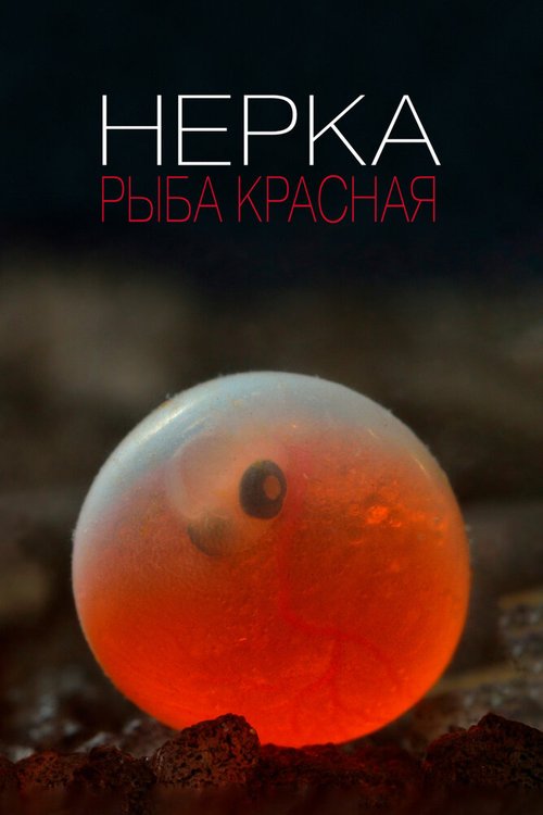 Обложка (Постер) Нерка. Рыба красная (2020) HDRip