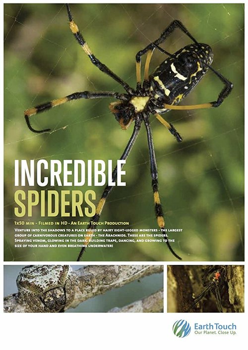 Обложка (Постер) Невероятные пауки / Incredible Spiders (2016) CAMRip Обложка (Постер) Невероятные пауки / Incredible Spiders (2016) CAMRip