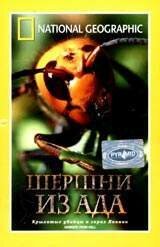 Обложка (Постер) НГО: Шершни из ада / Hornets from Hell (2002) HDRip Обложка (Постер) НГО: Шершни из ада / Hornets from Hell (2002) HDRip