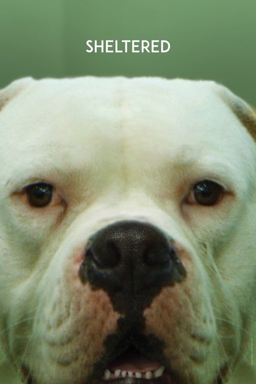 Обложка (Постер) Приют / Dierbaren (2020) HDRip