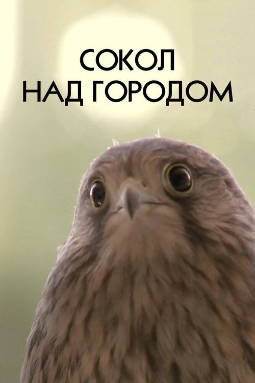 Обложка (Постер) Сокол над городом (2012) Обложка (Постер) Сокол над городом (2012)