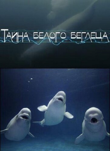 Обложка (Постер) Тайна белого беглеца (2012) HDRip