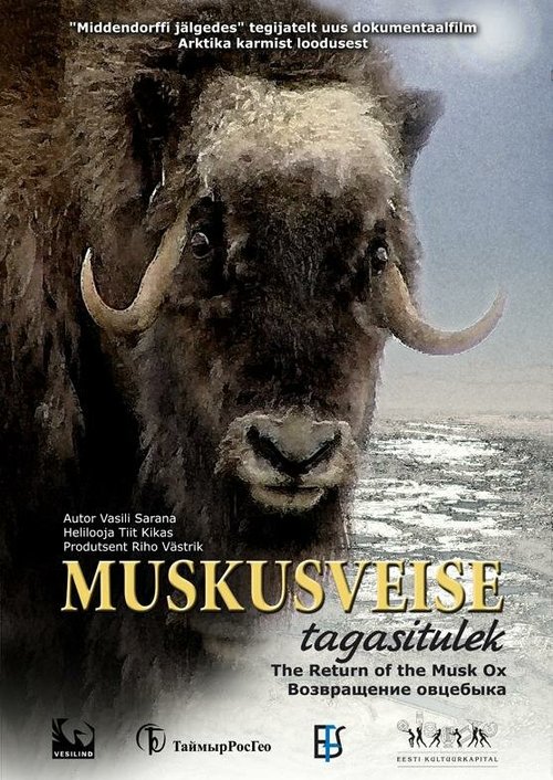 Обложка (Постер) Возвращение овцебыка / Muskusveise tagasitulek (2008) HDRip Обложка (Постер) Возвращение овцебыка / Muskusveise tagasitulek (2008) HDRip