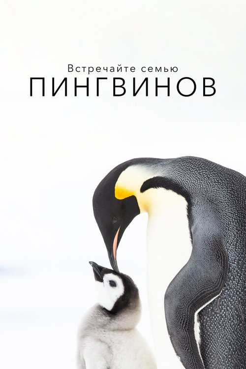 Обложка (Постер) Встречайте семью пингвинов / Penguins: Meet the Family (2020) HDRip