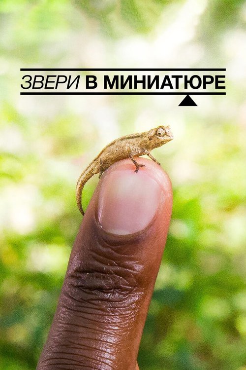 Обложка (Постер) Звери в миниатюре / Super Small Animals (2017) HDRip Обложка (Постер) Звери в миниатюре / Super Small Animals (2017) HDRip