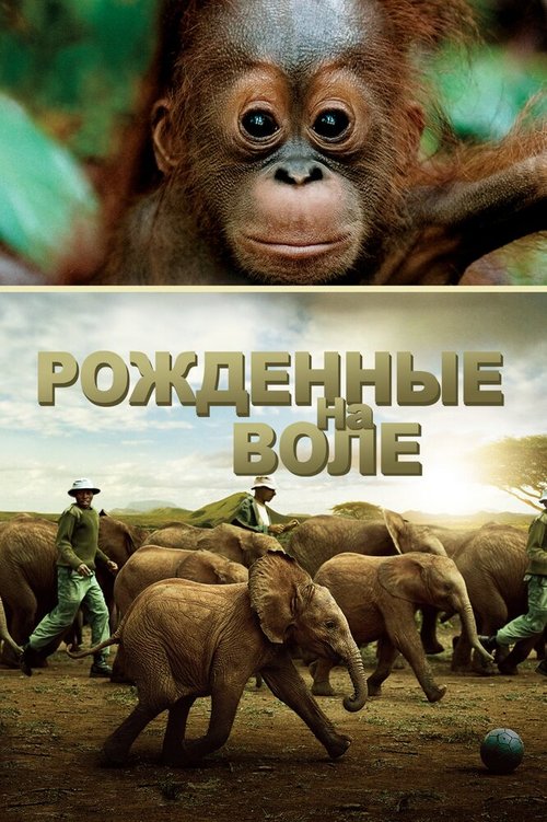 Обложка (Постер) Рожденные на воле / Born to Be Wild (2011) HDRip