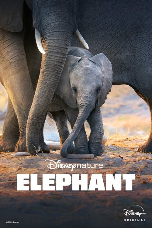 Обложка (Постер) Слон / Elephant (2020) HDRip