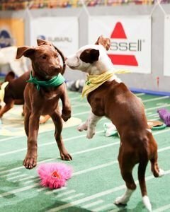 Обложка (Постер) Puppy Bowl XI (2015) Обложка (Постер) Puppy Bowl XI (2015)