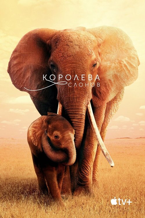 Обложка (Постер) Королева слонов / The Elephant Queen (2018) HDRip Обложка (Постер) Королева слонов / The Elephant Queen (2018) HDRip