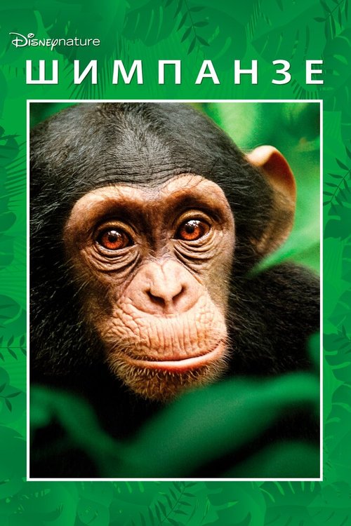 Обложка (Постер) Шимпанзе / Chimpanzee (2012) HDRip Обложка (Постер) Шимпанзе / Chimpanzee (2012) HDRip
