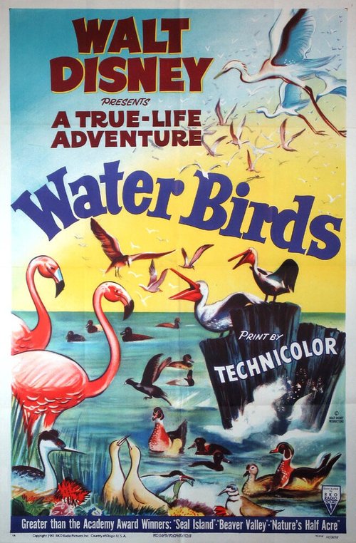 Обложка Водоплавающие / Water Birds (1952) 